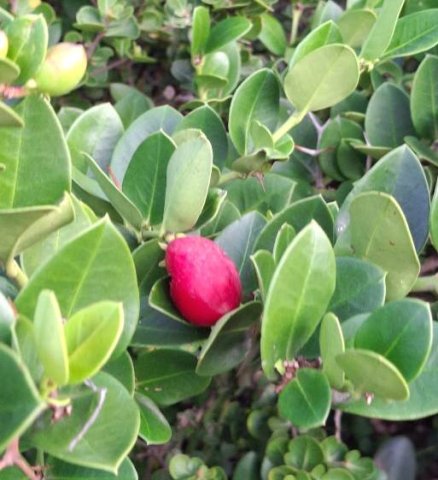 Carissa bispinosa ripe fruit